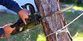 How Our Tree Care Process Works  in  Mount Pleasant, UT