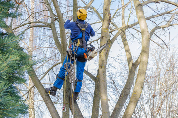 Best Fruit Tree Pruning  in Mount Pleasant, UT