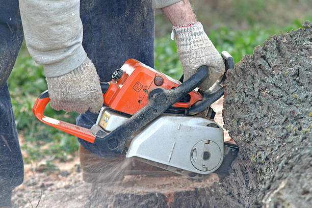 Mount Pleasant, UT Tree Services Company